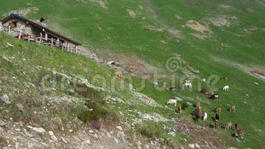 在高山草地上放牧的野牛群。 意大利阿尔卑斯山。 意大利