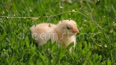 在绿色背景上的草地上合上新生的黄鸡。 复活节的概念。