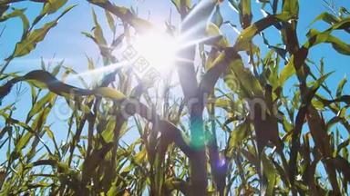 日落时的玉米田。 玉米田和天空的生活方式与美丽的云彩。 安定。 玉米地。 农业