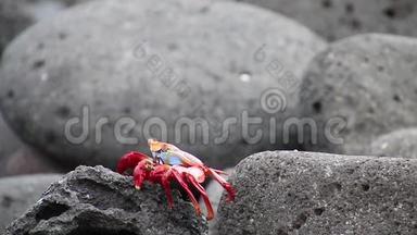 厄瓜多尔加拉帕戈斯国家公园北西摩岛上的Sallylight foot蟹