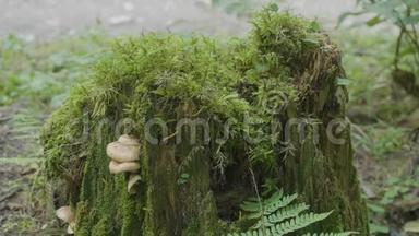 森林中长满苔藓的老树桩，根很大。 森林树桩上的苔藓
