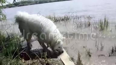 萨莫伊德哈士奇在河岸上玩水