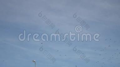 鸟儿在天空中盘旋，一群鸽子在蓝天上飞翔