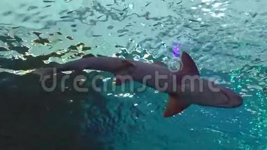 珊瑚礁鲨鱼在以色列埃拉特的鲨鱼池游泳