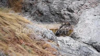 Griffon秃鹫在野外的山上洗澡
