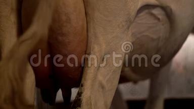 奶牛<strong>乳房</strong>。 合上奶牛<strong>乳房</strong>。 奶农。 奶场