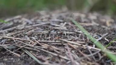 森林中的团队合作概念蚁丘。 森林里草地上有生活蚂蚁的大蚁丘