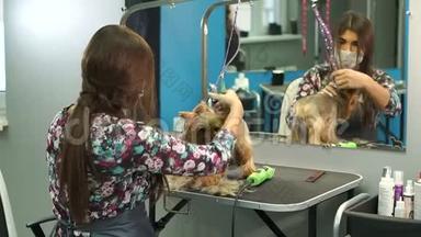 兽医在兽医诊所用<strong>剪发</strong>器修剪约克郡猎犬。