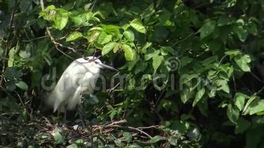 小白鹭照顾树上的巢