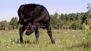 近，在草甸，在农场，大黑系，种公牛正在放牧.. 夏天温暖的一天。 肉类生产用牛