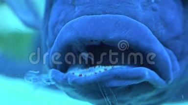 水族馆里的大蓝怪鱼。 蓝色背景。 4K超高清，超高清