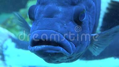 水族馆里的大蓝怪鱼。 蓝色背景。 4K超高清，超高清