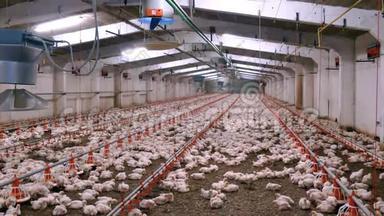 家禽养殖场内部有数千只鸡
