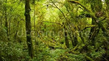 热带雨林的灌丛。 <strong>变焦镜头</strong>。 泰国