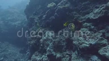 水下世界。 在海底的珊瑚礁中游泳的鱼。 一边观赏鱼类和海洋动物