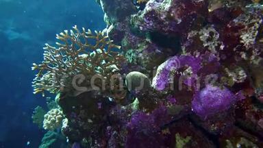 网火珊瑚millepora二分法，阳光照射在水面附近五颜六色的珊瑚上..