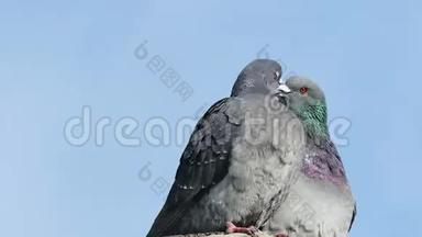 两只灰色鸽子在蓝天背景下接吻