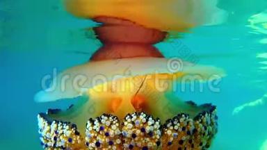 五颜六色的水母水母，希腊