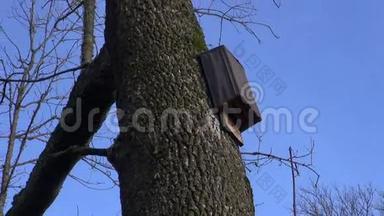 飞行哺乳动物的老式木制经典蝙蝠箱
