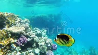 蝴蝶黄鱼浮在靠近珊瑚礁的红海里。 埃及。