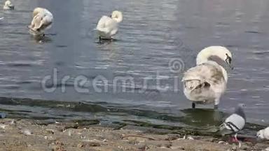 在河上特写令人放松的天鹅