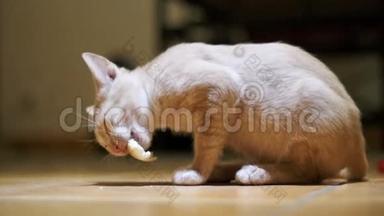 无家可归的小猫在家里<strong>急切</strong>地在地板上吃一块面包