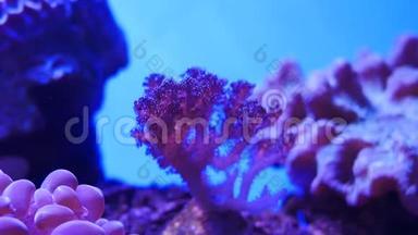 美丽的海洋花在水下世界与珊瑚和鱼。 海水花在<strong>鱼缸里</strong>移动。