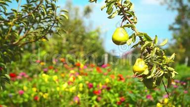 在一个明亮的夏天，果园里的一个树枝上有成熟的梨果。