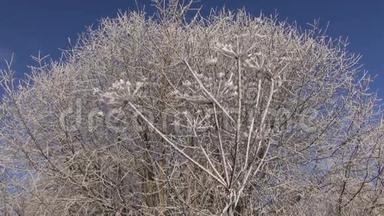 美丽的冬季圣诞节新年<strong>时节</strong>植物上的霜霜