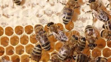 蜜蜂幼虫和蜜蜂皇后在茧中发育。 蜜蜂，它们的幼虫和茧，蜜蜂皇后的茧