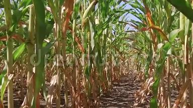 玉米地种植玉米场。 绿草农业美国自然视频美国慢动作玉米农场
