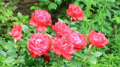 红玫瑰在夏天的花园里盛开