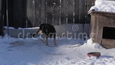 在一个冬天的季节，狗狗在狗舍附近的链子上。 慢动作