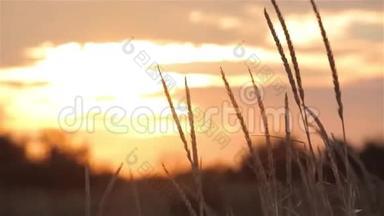 田野里五彩缤纷的夕阳，野外美丽的夕阳