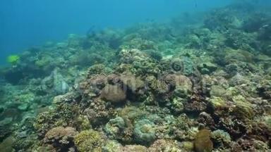 五颜六色的珊瑚和热带鱼。 珊瑚礁景观背景在深<strong>蓝色</strong>海洋中与鱼类和<strong>海洋生物</strong>。