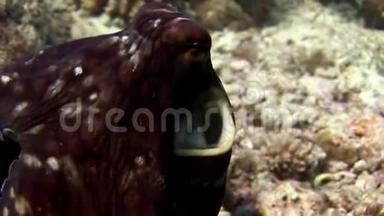 八爪鱼在马尔代夫海底的特写宏观视频。