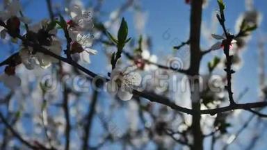 杏枝花开春天阳光眩光视频自然景观