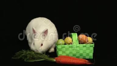 <strong>小白兔</strong>在一篮子复活节彩蛋和一根胡萝卜周围嗅嗅