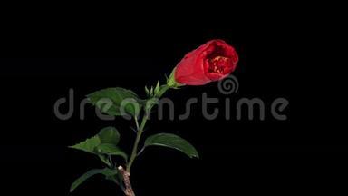 盛开的红色芙蓉花蕾ALPHA哑光，全高清。 （芙蓉波多）