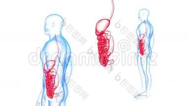 <strong>人体</strong>胃<strong>肠道</strong>X线效应循环旋转。 3D渲染