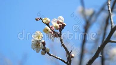梅花或梅花，预示着日本春天的到来