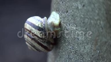 灰色背景下滑稽蜗牛的缓慢移动。 4K超高清，超高清
