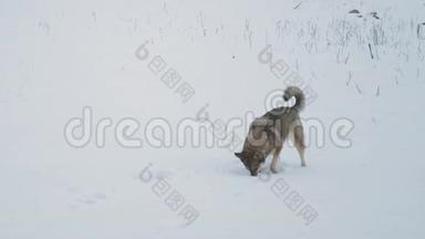 冬天的雪假。 混种狗在冰冻的河边玩耍，雾蒙蒙的多云天气在河边的森林里。 慢动作