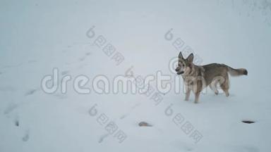 冬天的雪假。 混种狗在冰冻的<strong>河边</strong>玩耍，雾蒙蒙的多云天气在<strong>河边</strong>的森林里。 慢动作