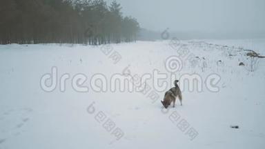 冬天的雪假。 混种狗在冰冻的河边玩耍，雾蒙蒙的多云天气在河边的森林里。 慢动作