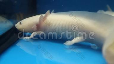 白色Axolotl(<strong>墨西哥</strong>Ambystoma)