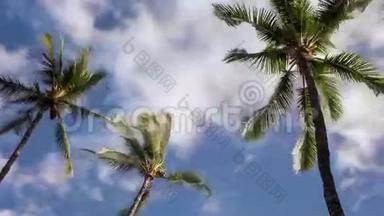 棕榈树<strong>时间</strong>推移<strong>视频</strong>