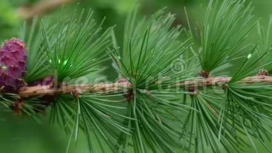用<strong>落叶</strong>松的一个分枝与石竹演示<strong>绿色</strong>激光束在自然界中。