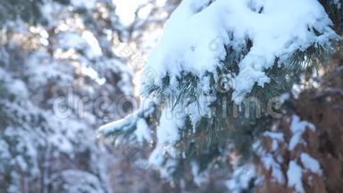 树木在雪冬的背景下。 慢动作录像。 圣诞节常绿云杉树与新鲜的雪。 冰冻<strong>松松</strong>松