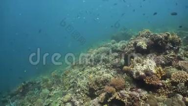 五颜六色的珊瑚和热带鱼。 珊瑚礁景观背景在深蓝色海洋中与鱼类和海洋生物。